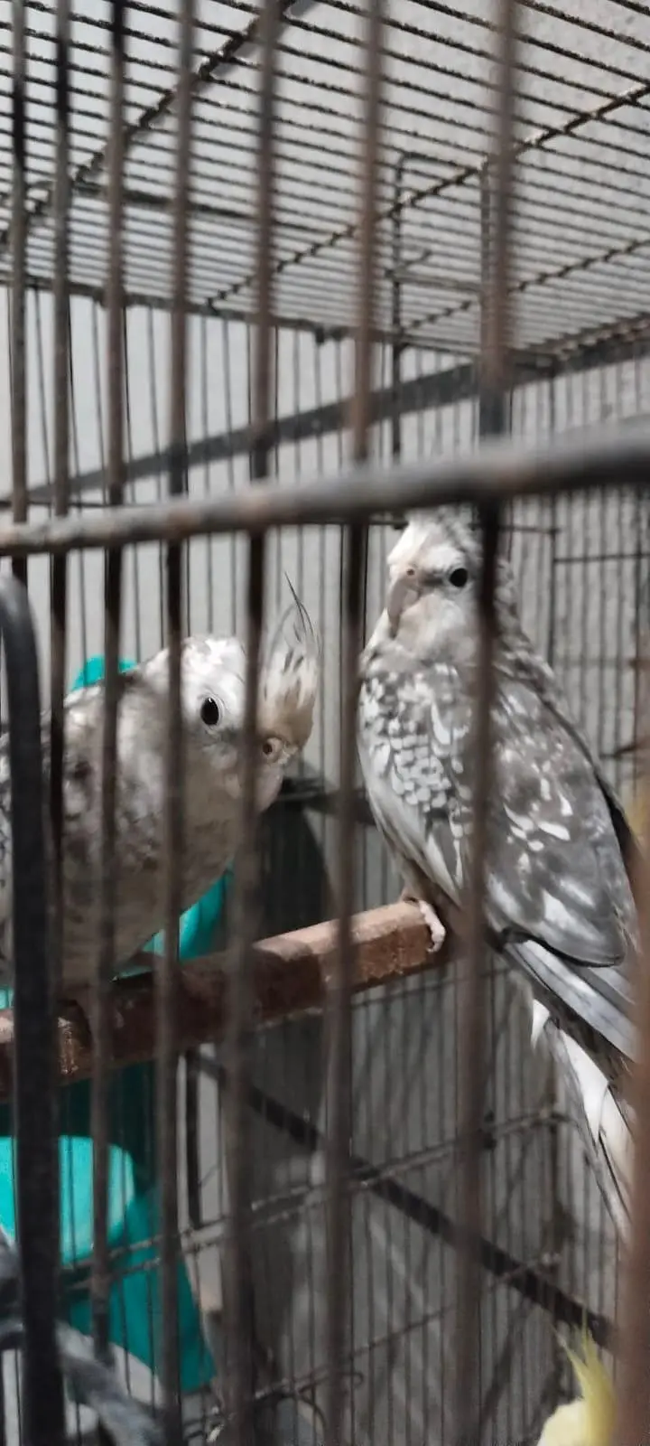 4 x White face cockatiels — photo 3