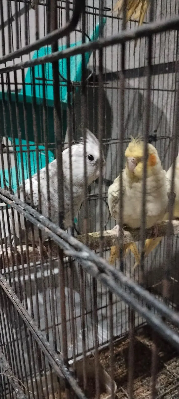 4 x White face cockatiels — photo 4