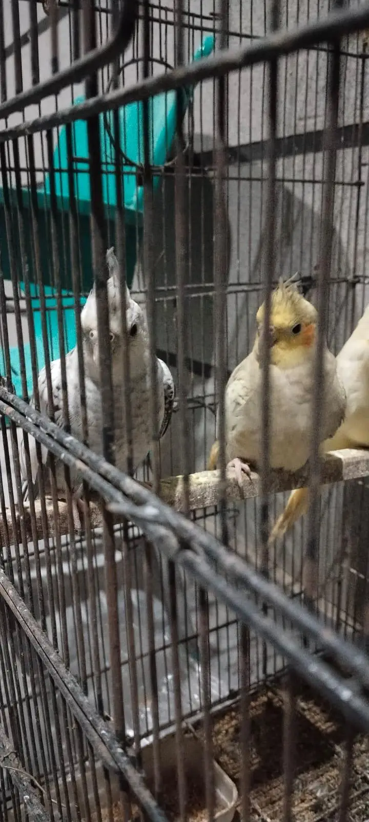 4 x White face cockatiels — photo 5