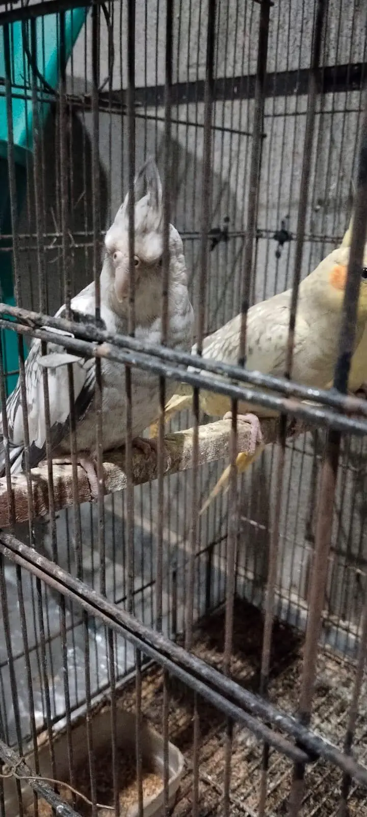 4 x White face cockatiels — photo 6