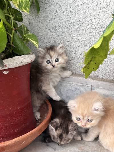 Scottish and Persian Mix