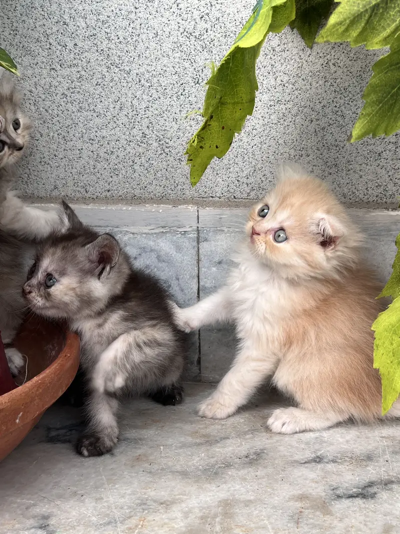 Scottish and Persian Mix — photo 2