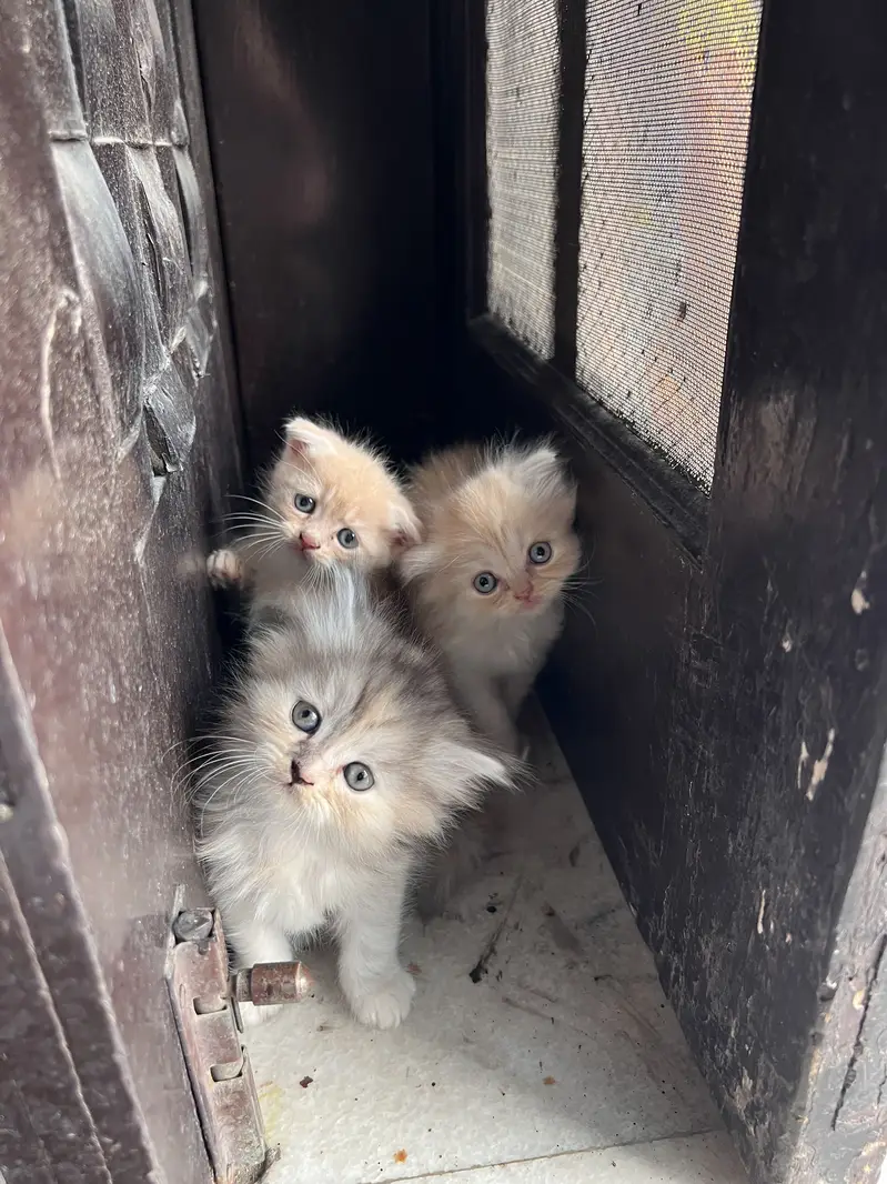 Scottish and Persian Mix — photo 3
