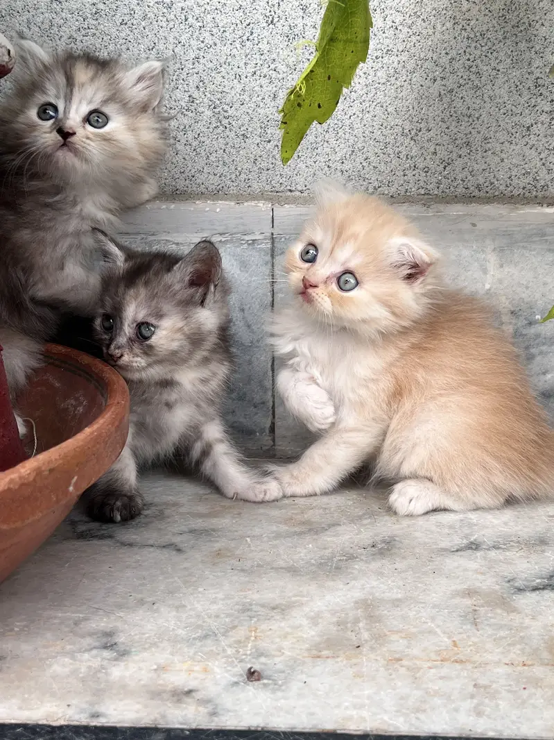 Scottish and Persian Mix — photo 4