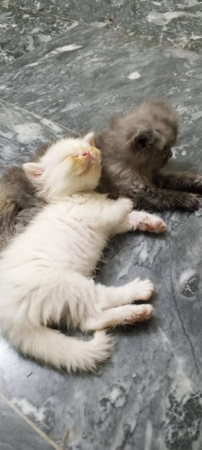 PerSian Cat's