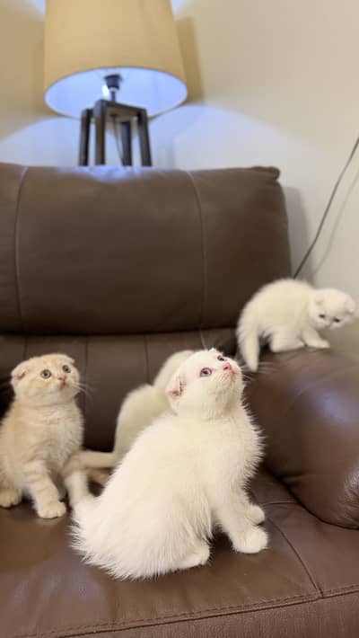 Scottish Fold & Scottish Straight Kittens Available