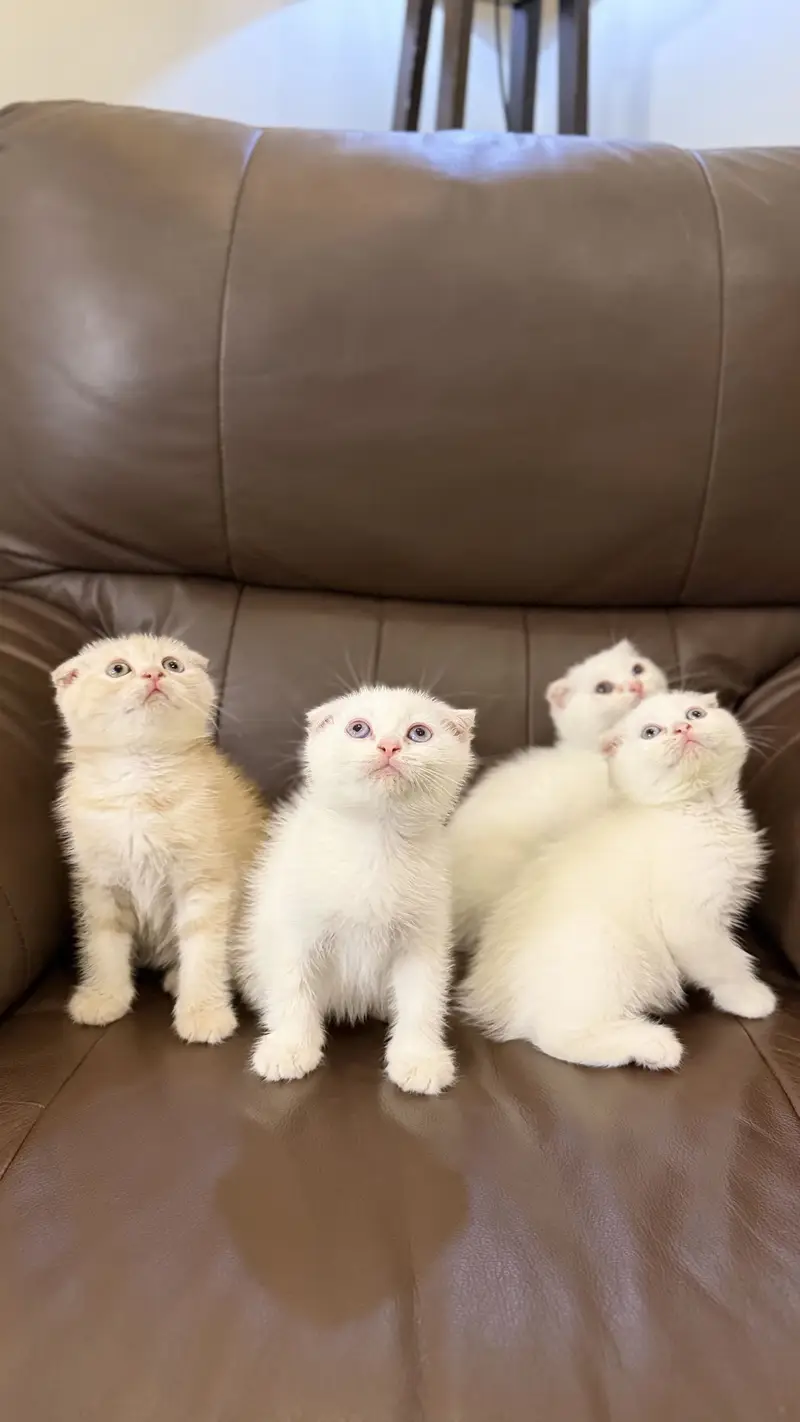 Scottish Fold & Scottish Straight Kittens Available — photo 3
