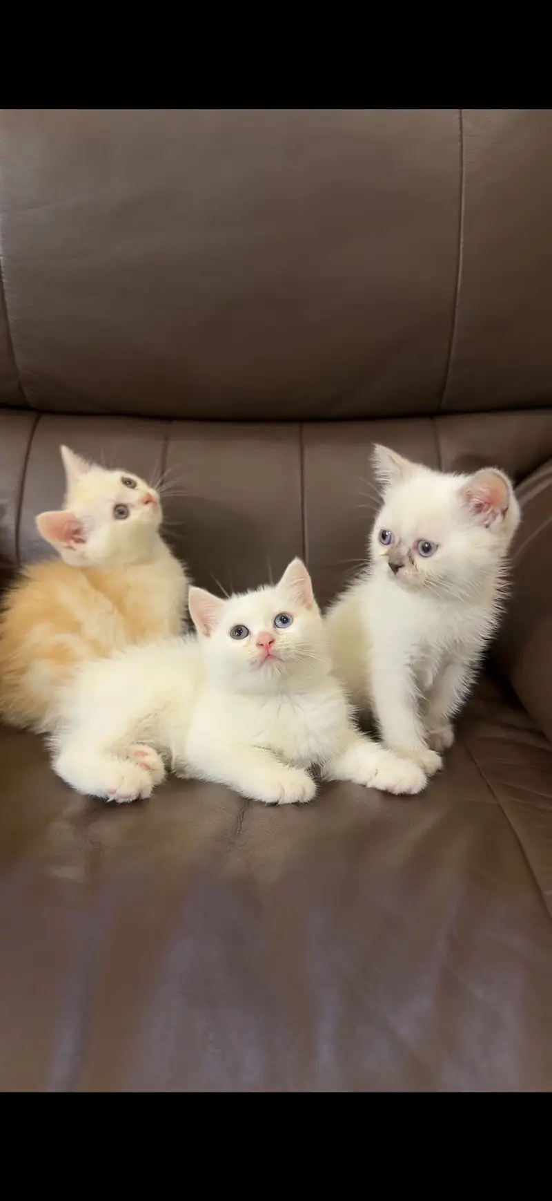 Scottish Fold & Scottish Straight Kittens Available — photo 4