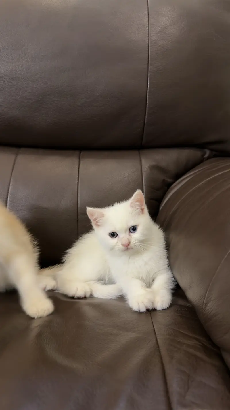 Scottish Fold & Scottish Straight Kittens Available — photo 5