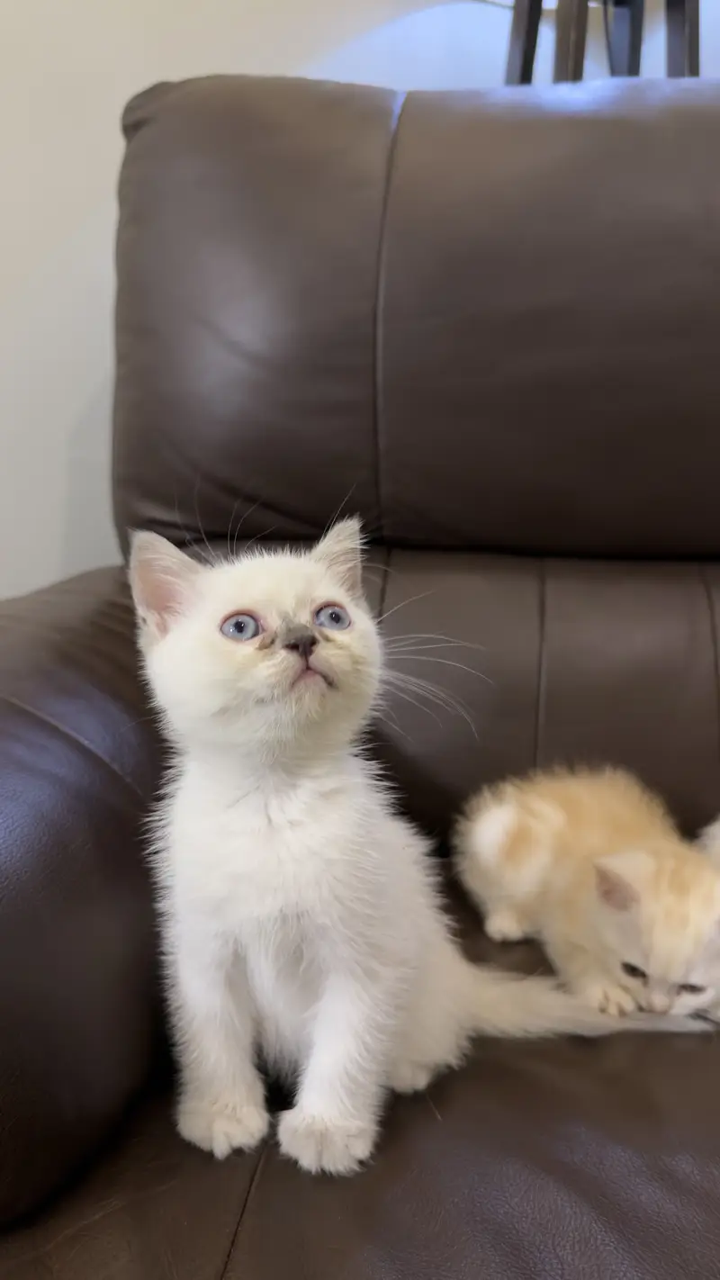 Scottish Fold & Scottish Straight Kittens Available — photo 6