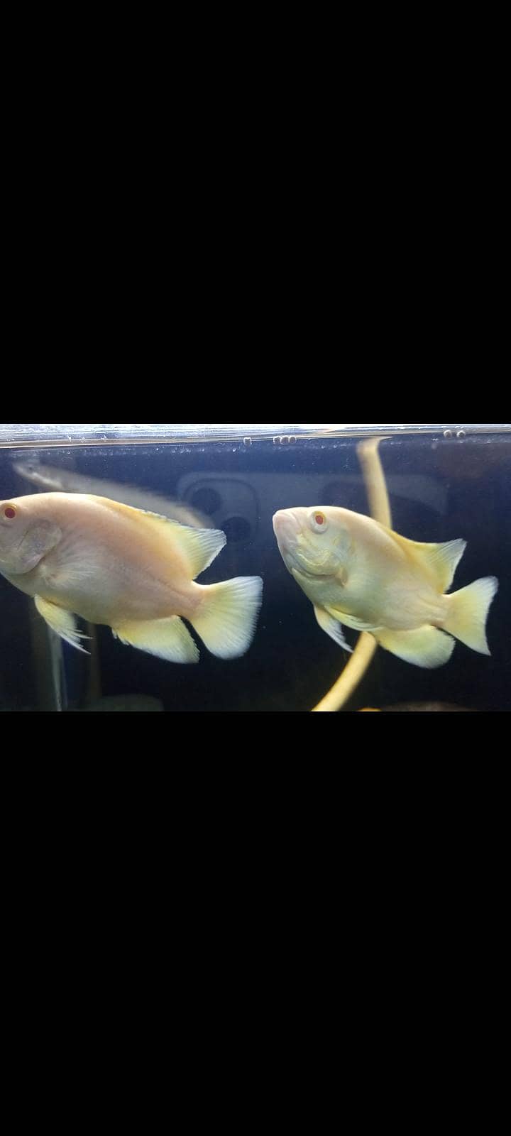 Lemon Oscars,placo,bitcher,black ghost 0