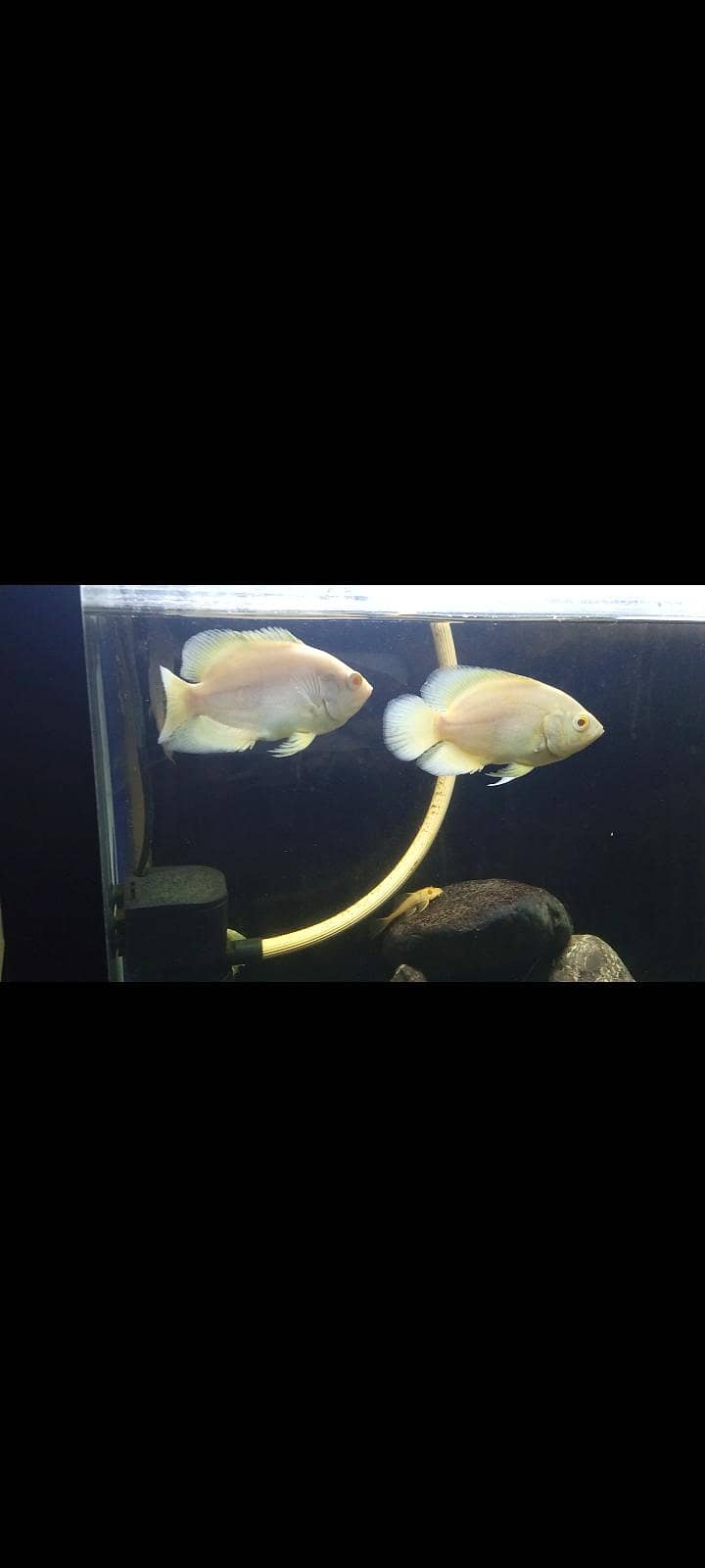 Lemon Oscars,placo,bitcher,black ghost 1