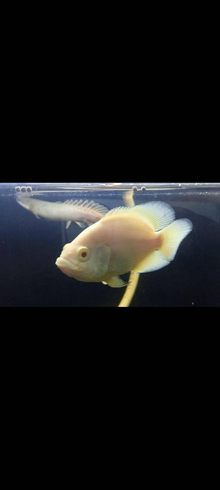 Lemon Oscars,placo,bitcher,black ghost 2