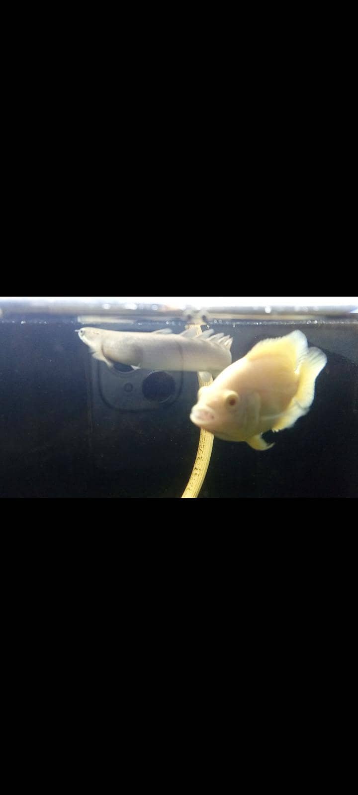 Lemon Oscars,placo,bitcher,black ghost 3