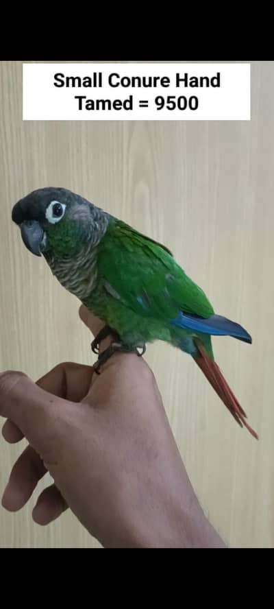 Sunconure | Red Moluccan Lory | Lovebirds | Blue Turquoise | Monk