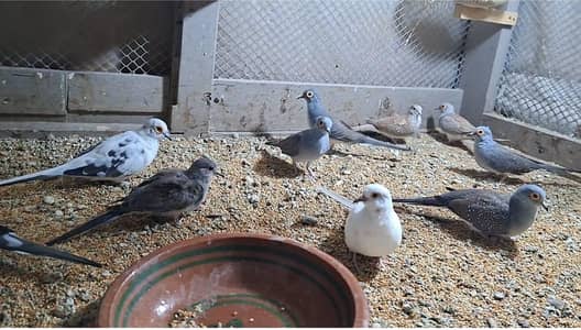 Diamond doves & Pied doves