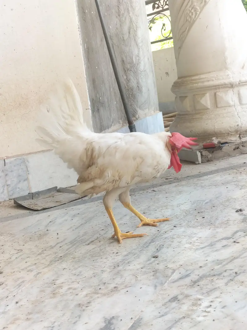 Murga 2 Healthy and Active Dono sath deny h — photo 6