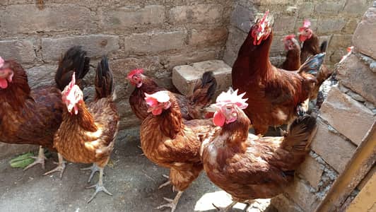 Confirm Eggs laying 11 Hens RIR zero33six5164635