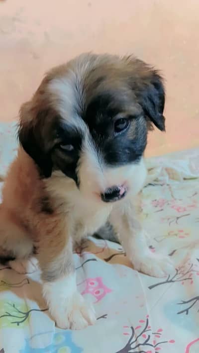I am in selling puppy afghan kuchi