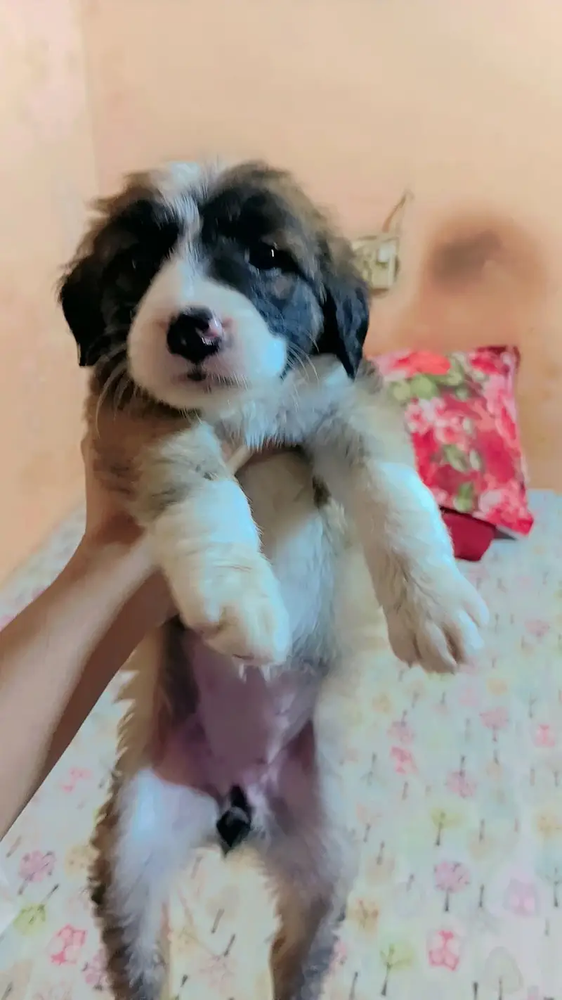 I am in selling puppy afghan kuchi — photo 2