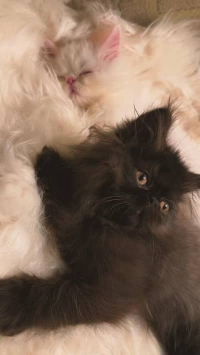 male female kitten for sale