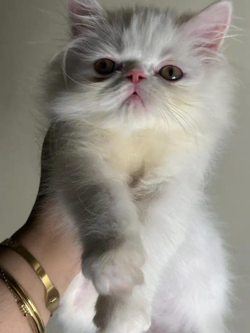 male female kitten for sale — photo 2