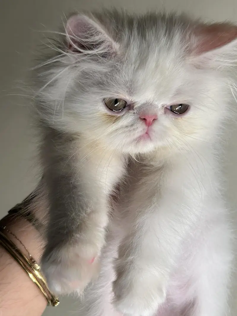 male female kitten for sale — photo 3