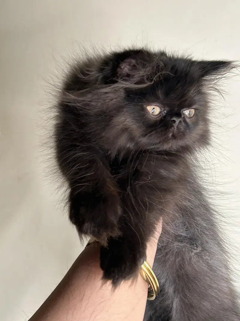 male female kitten for sale — photo 4