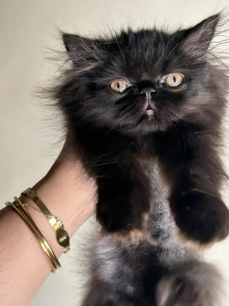 male female kitten for sale — photo 5