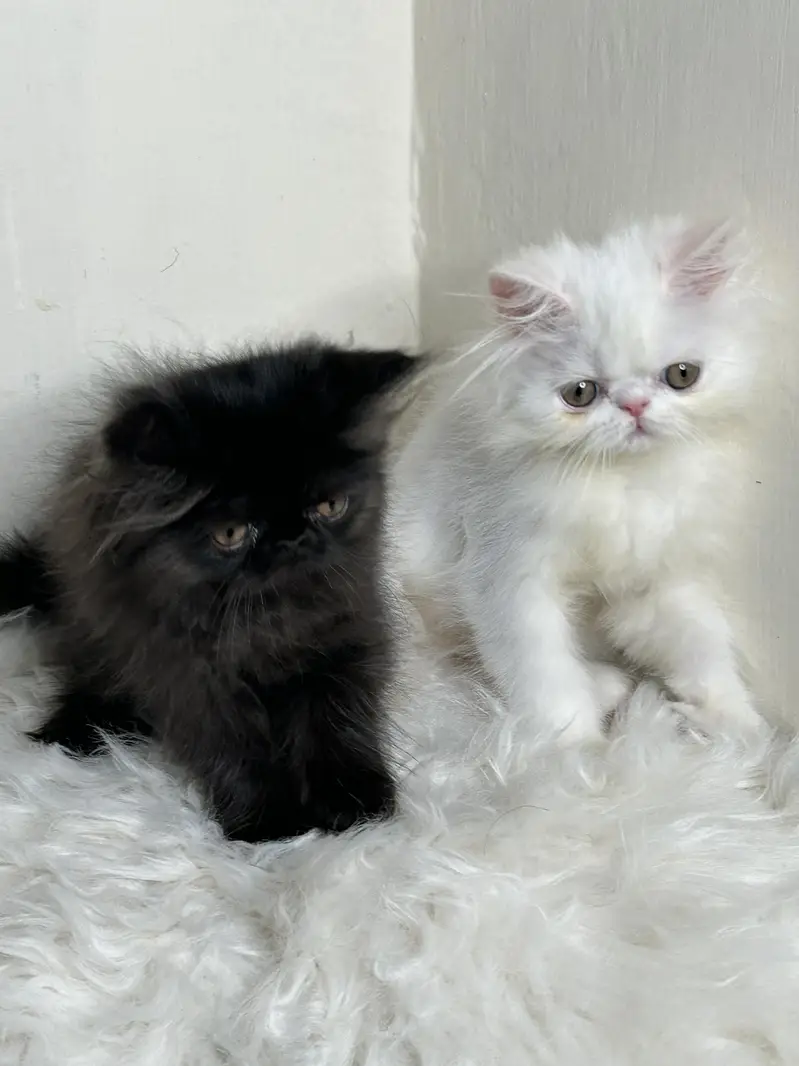 male female kitten for sale — photo 6