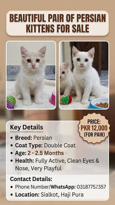 Persian kittens