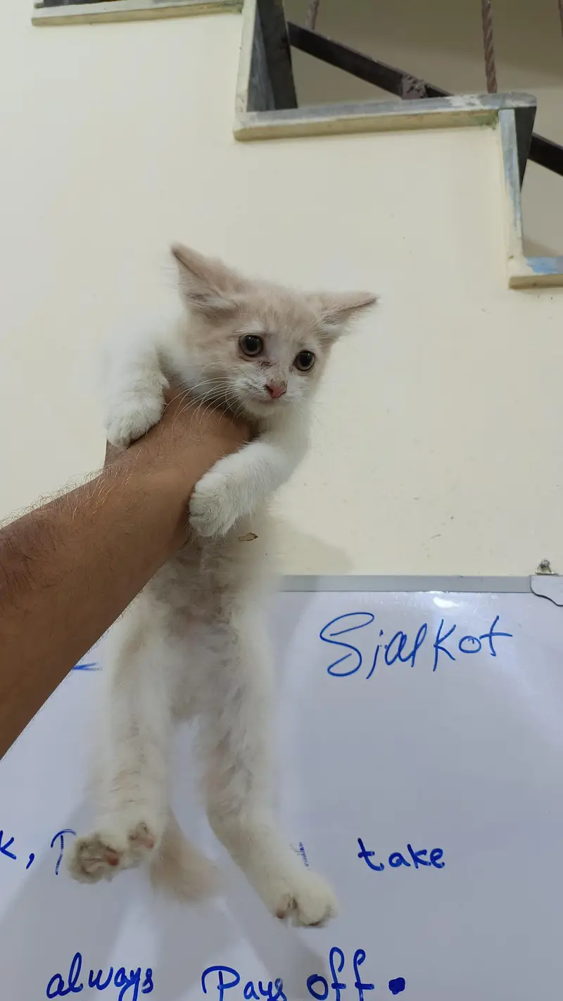Persian kittens — photo 2