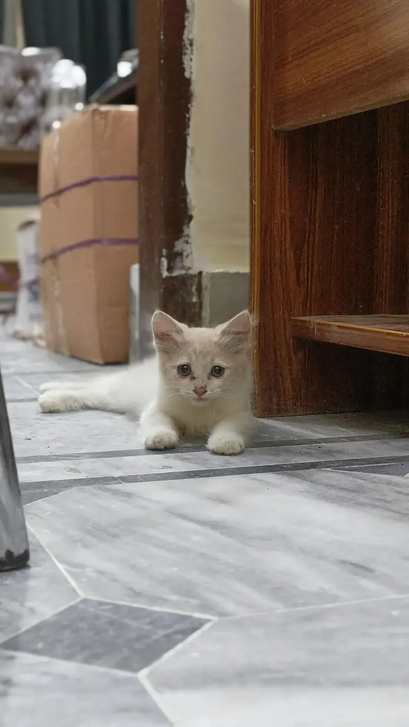 Persian kittens — photo 3
