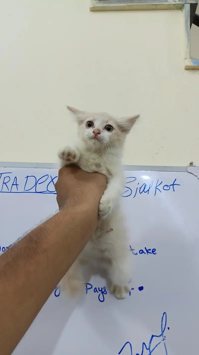 Persian kittens — photo 4