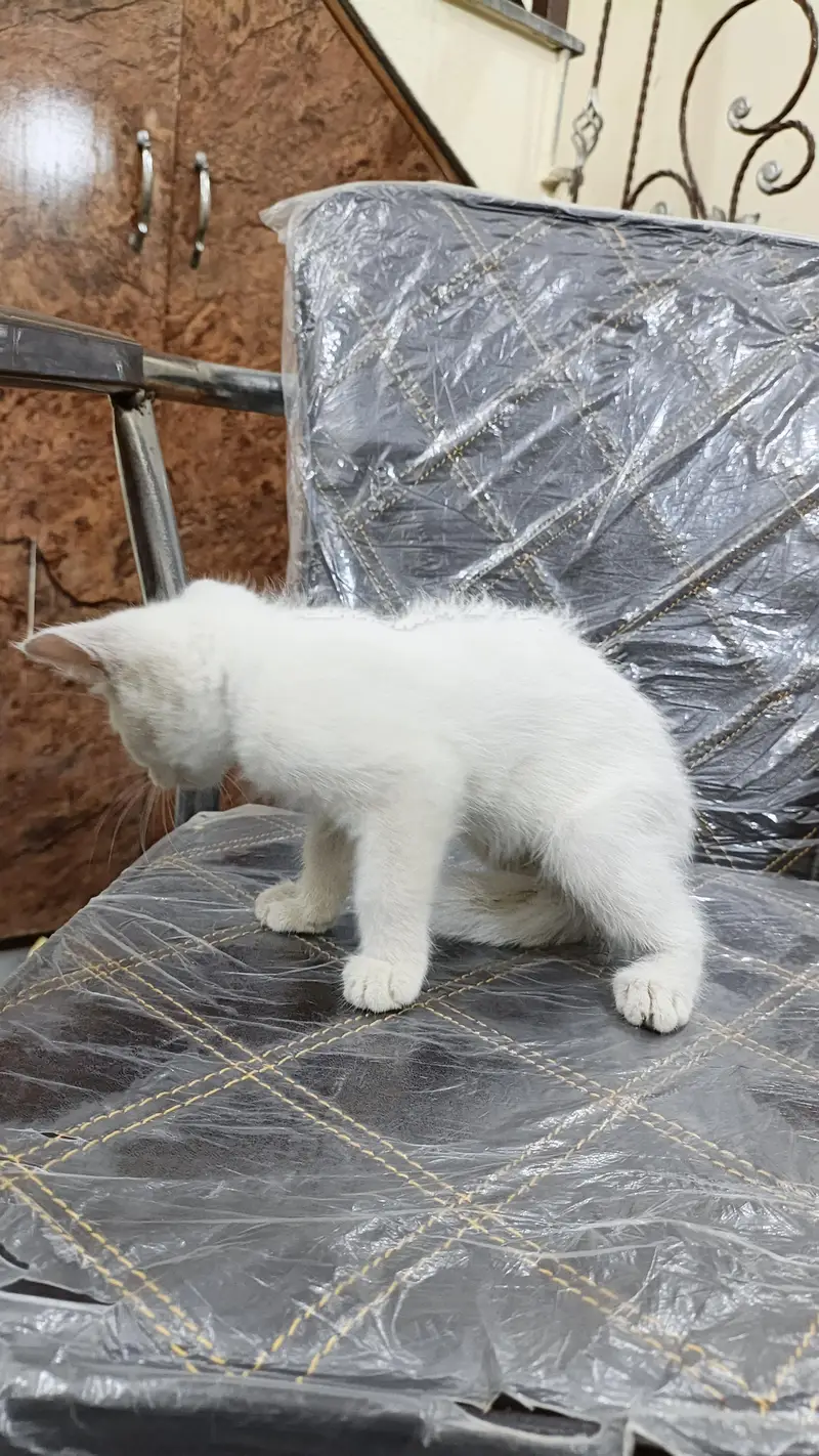 Persian kittens — photo 5