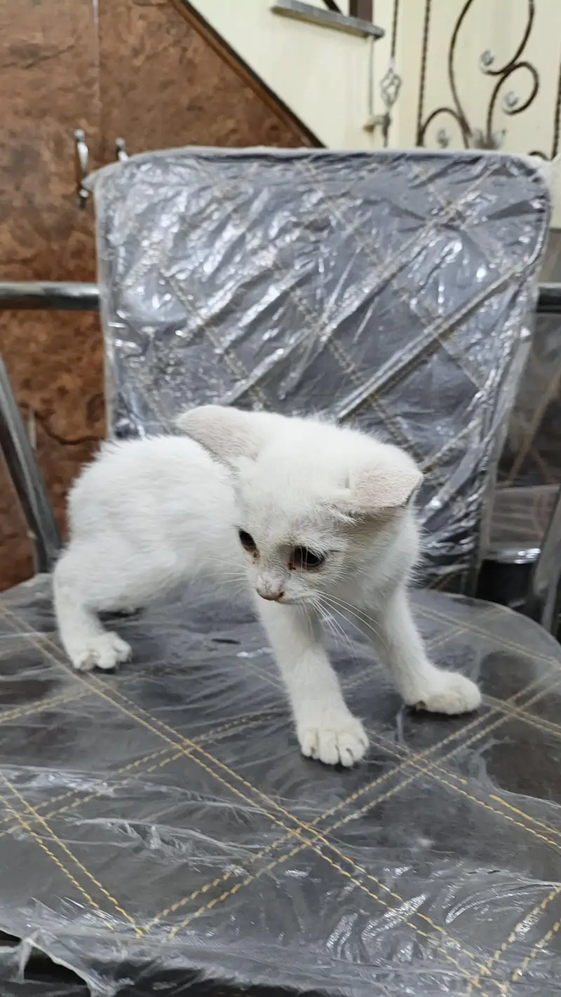Persian kittens — photo 6