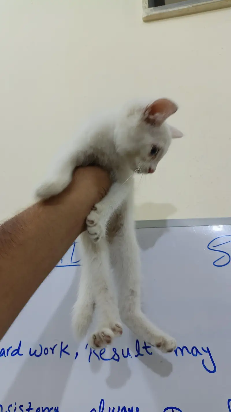 Persian kittens — photo 7