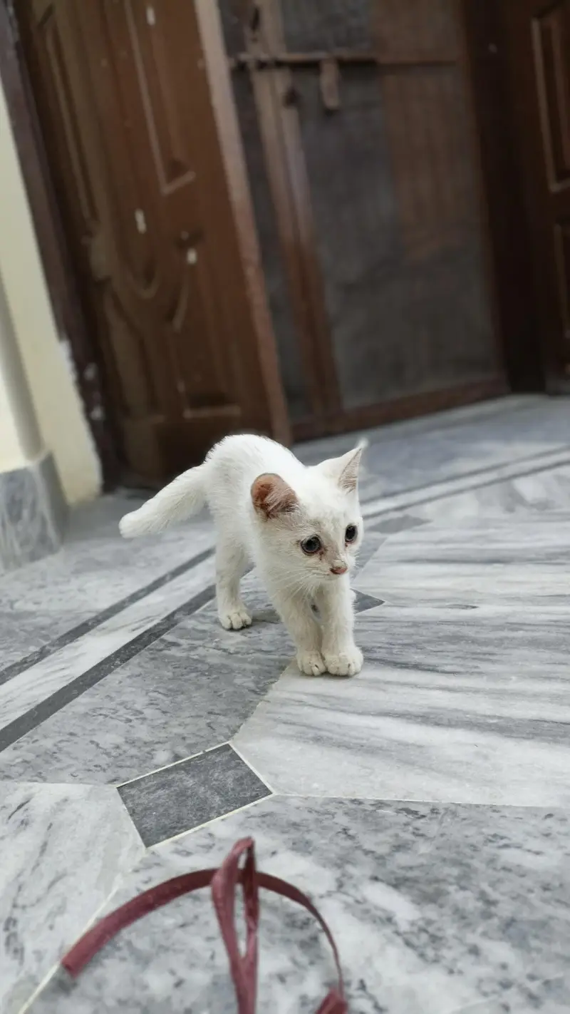 Persian kittens — photo 8
