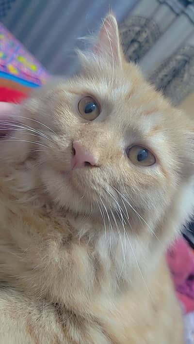 Goldy For Sale Litter Train Healty And Happy 3RIPLE COTED