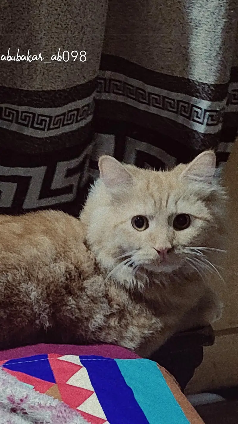 Goldy For Sale Litter Train Healty And Happy 3RIPLE COTED — photo 2