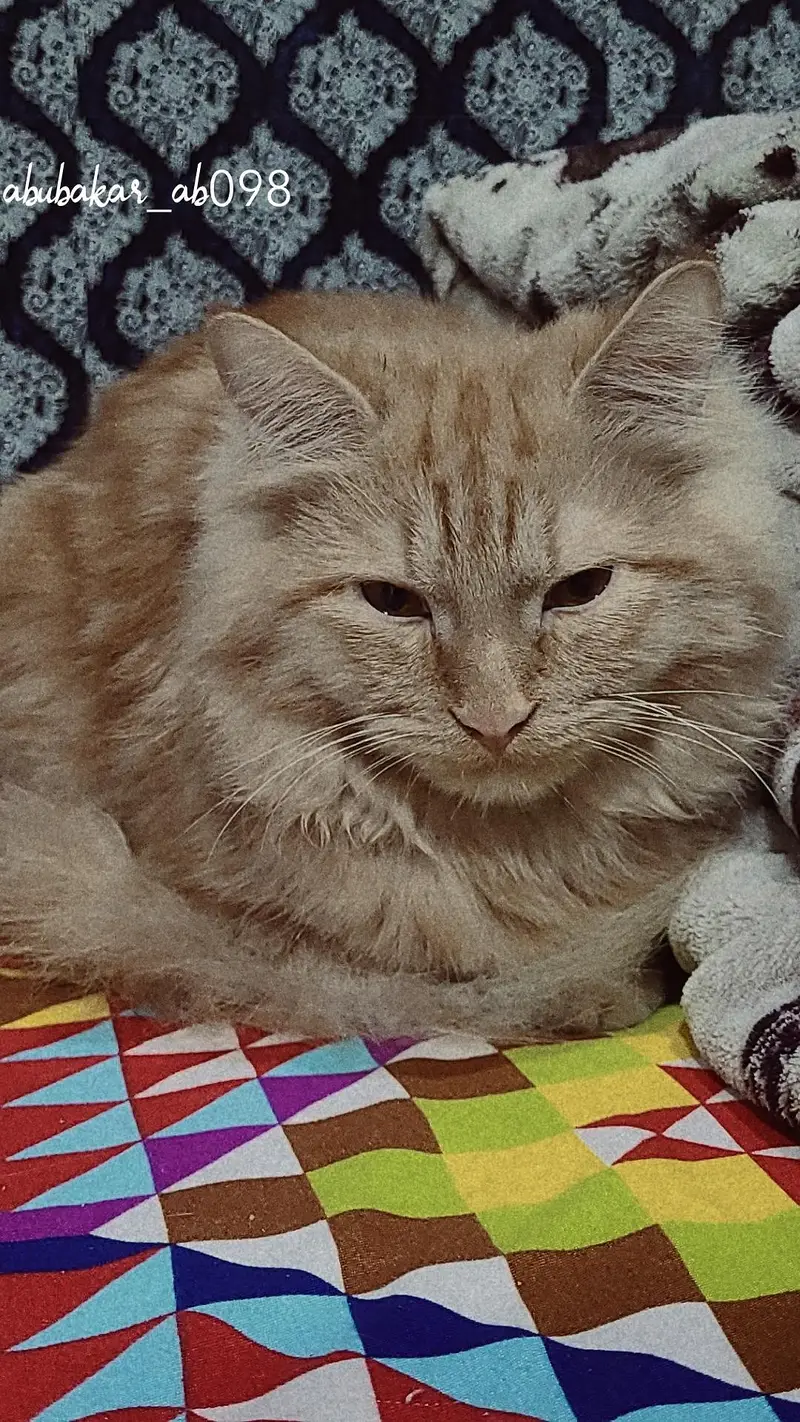 Goldy For Sale Litter Train Healty And Happy 3RIPLE COTED — photo 3