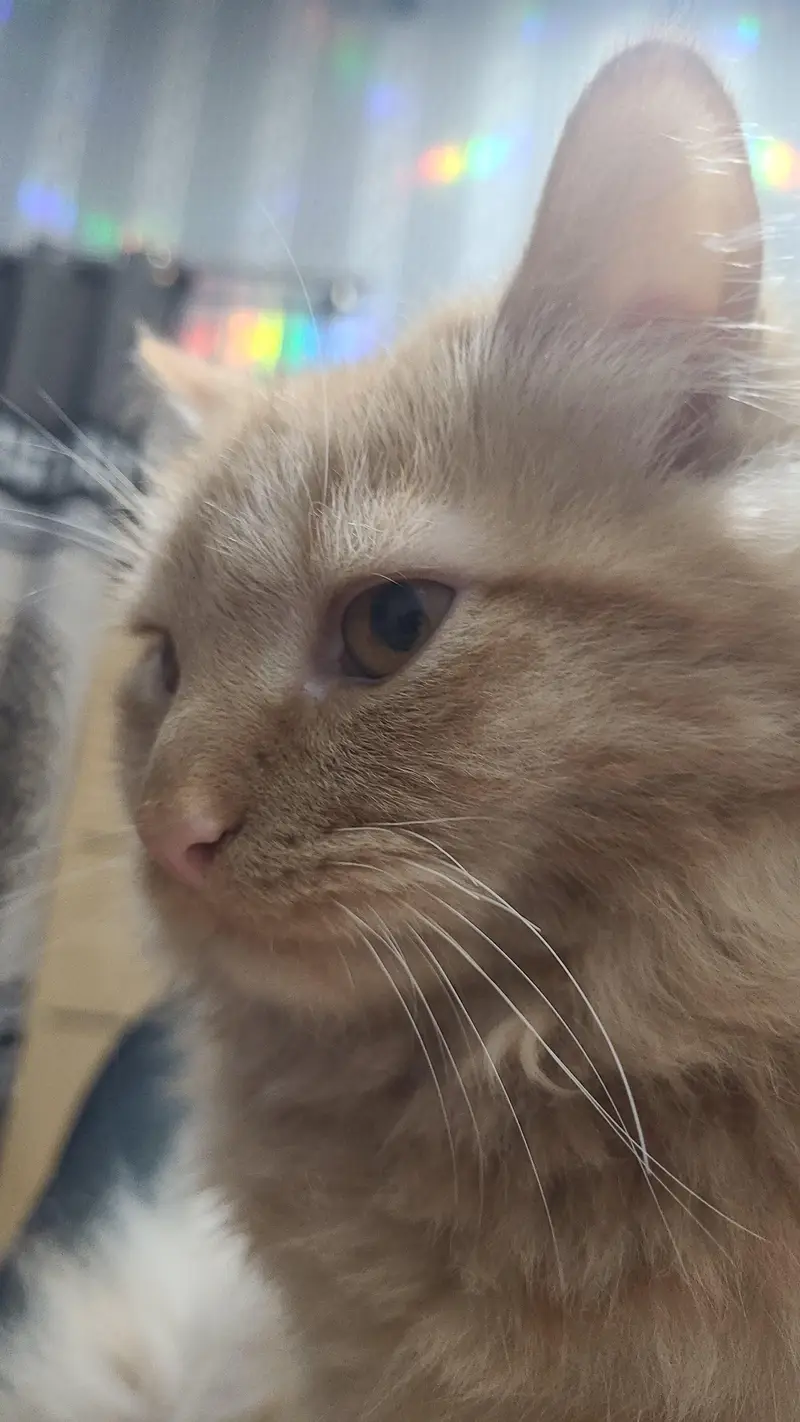 Goldy For Sale Litter Train Healty And Happy 3RIPLE COTED — photo 4