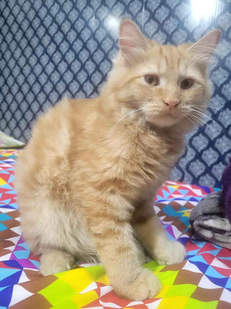 Goldy For Sale Litter Train Healty And Happy 3RIPLE COTED — photo 5