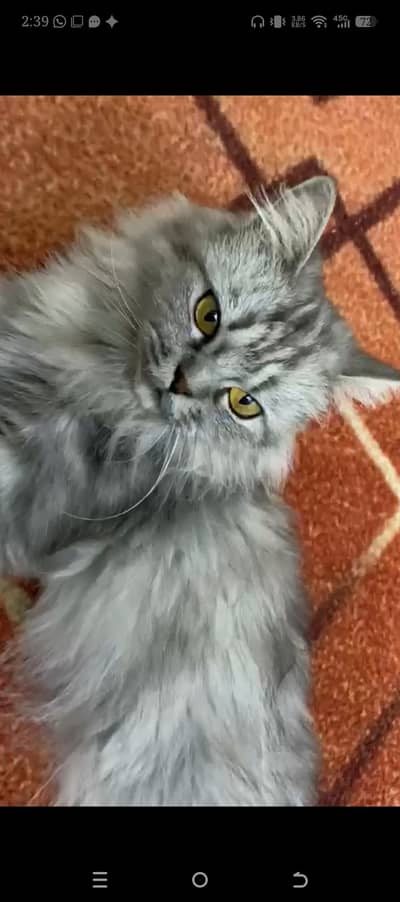 Cat is vaccinated