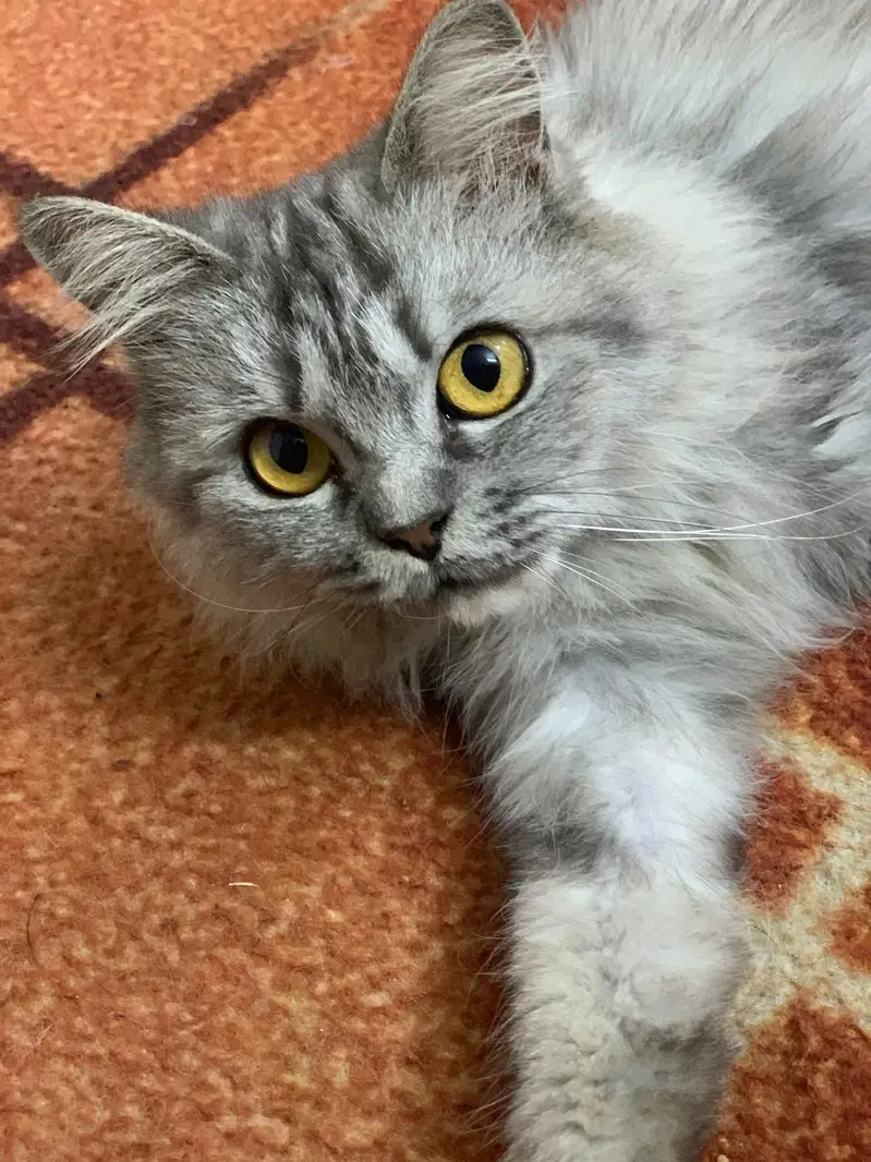 Cat is vaccinated — photo 2