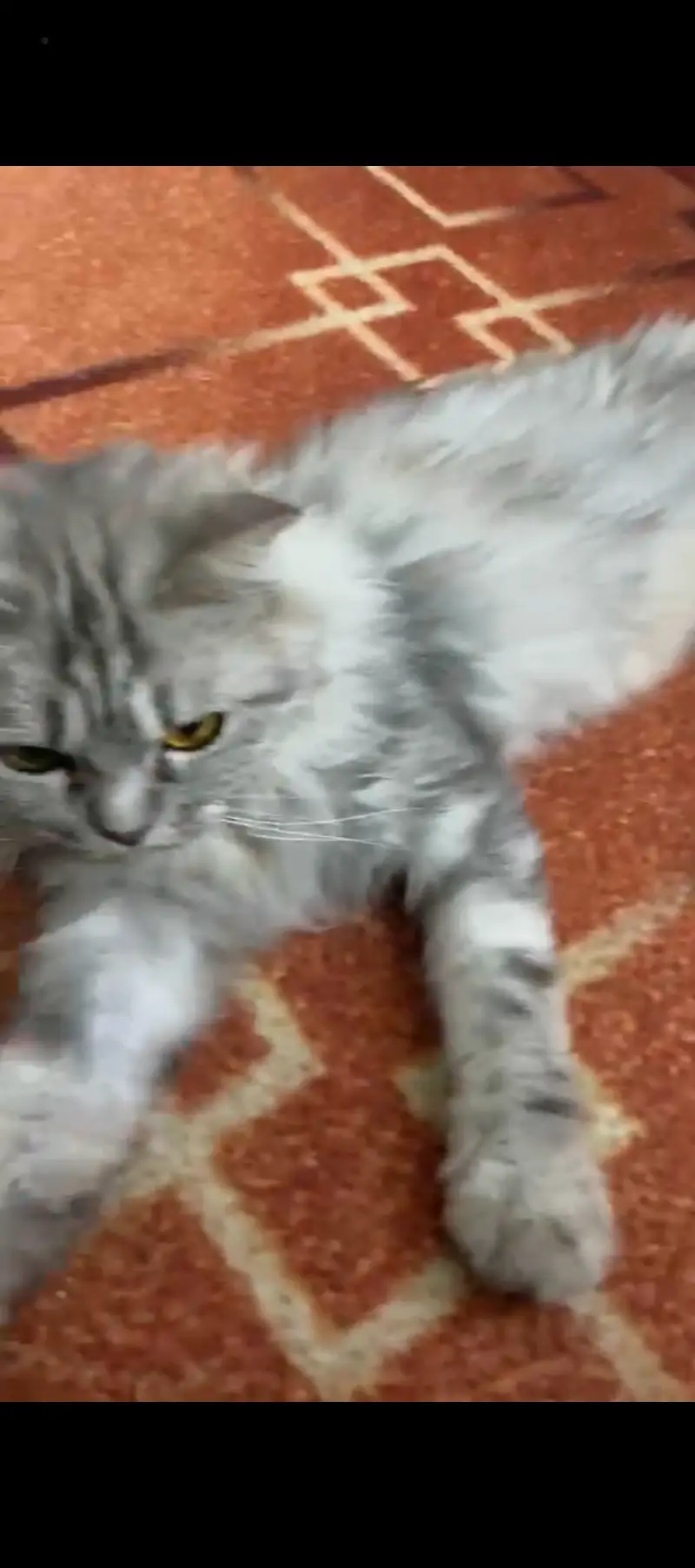 Cat is vaccinated — photo 3