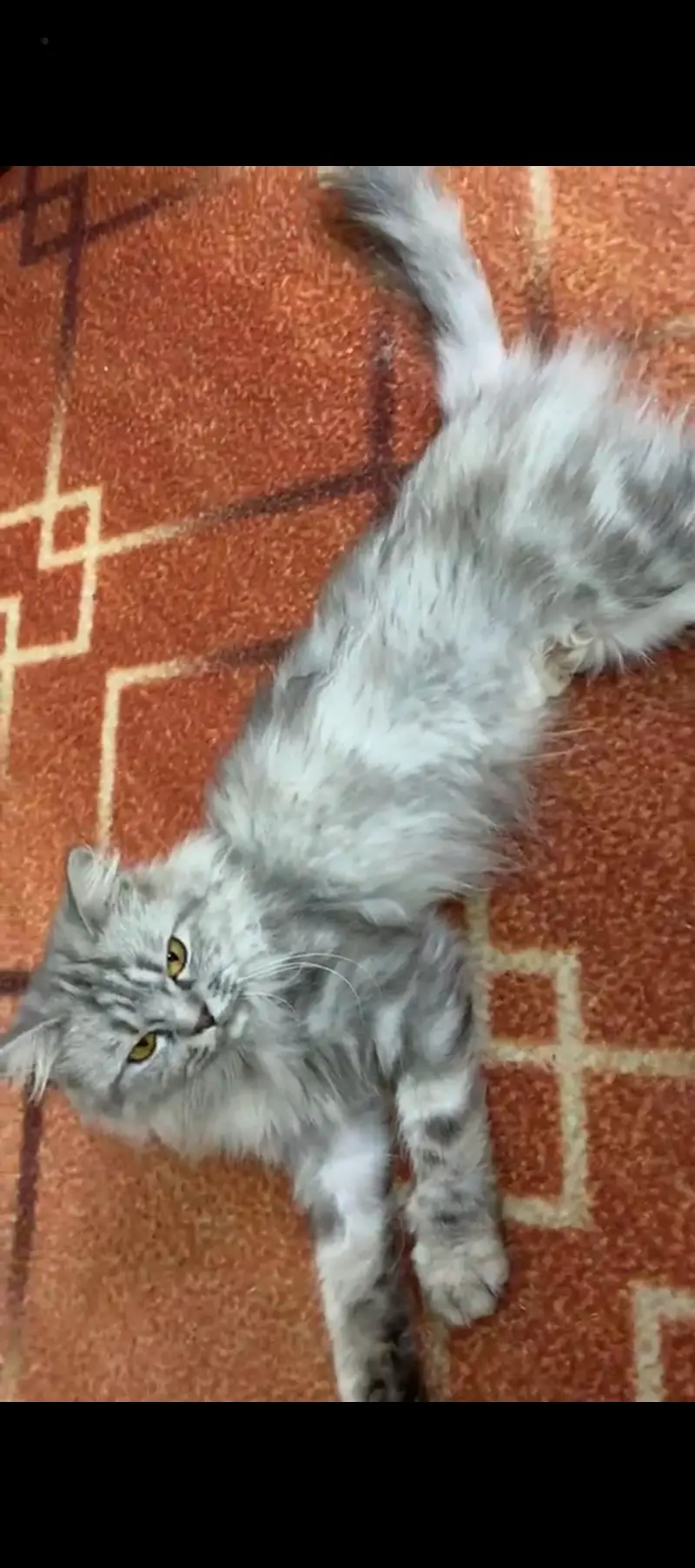 Cat is vaccinated — photo 4