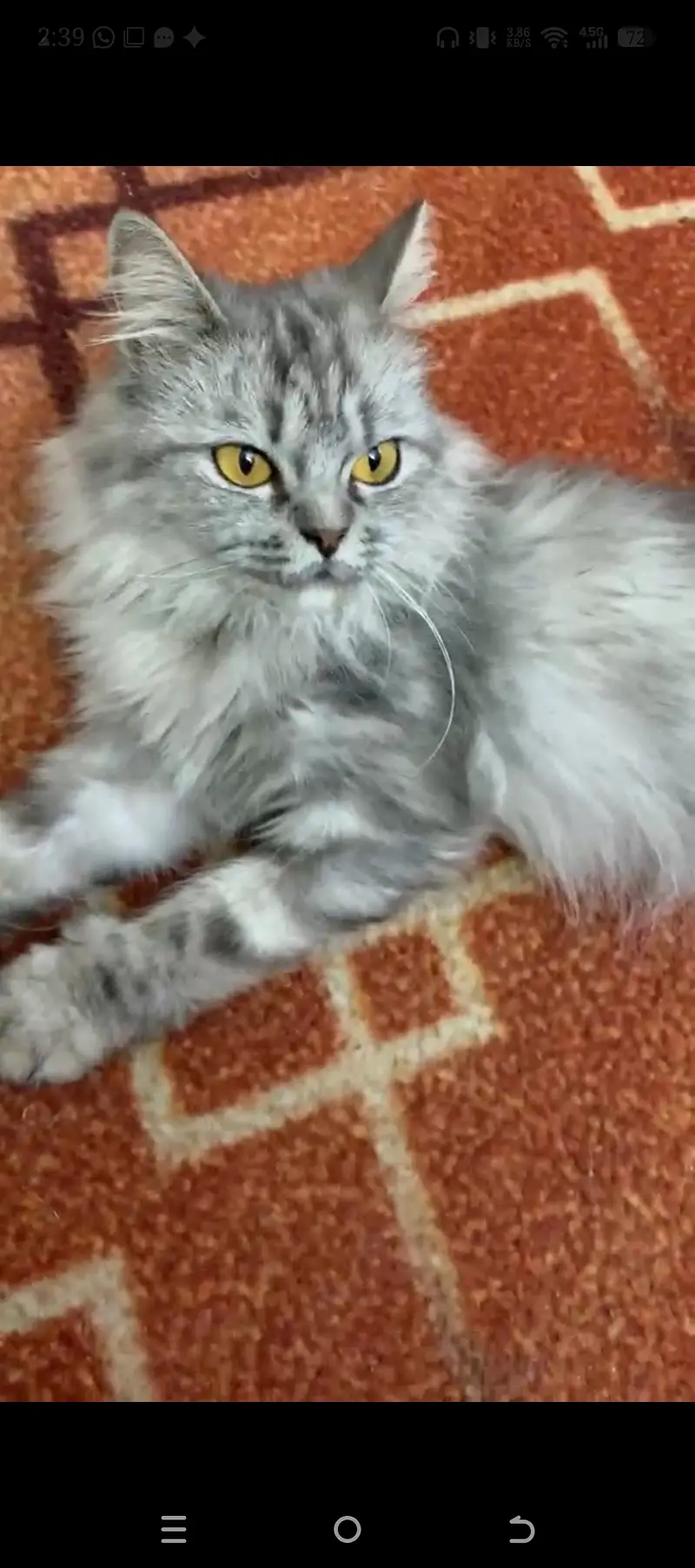 Cat is vaccinated — photo 5