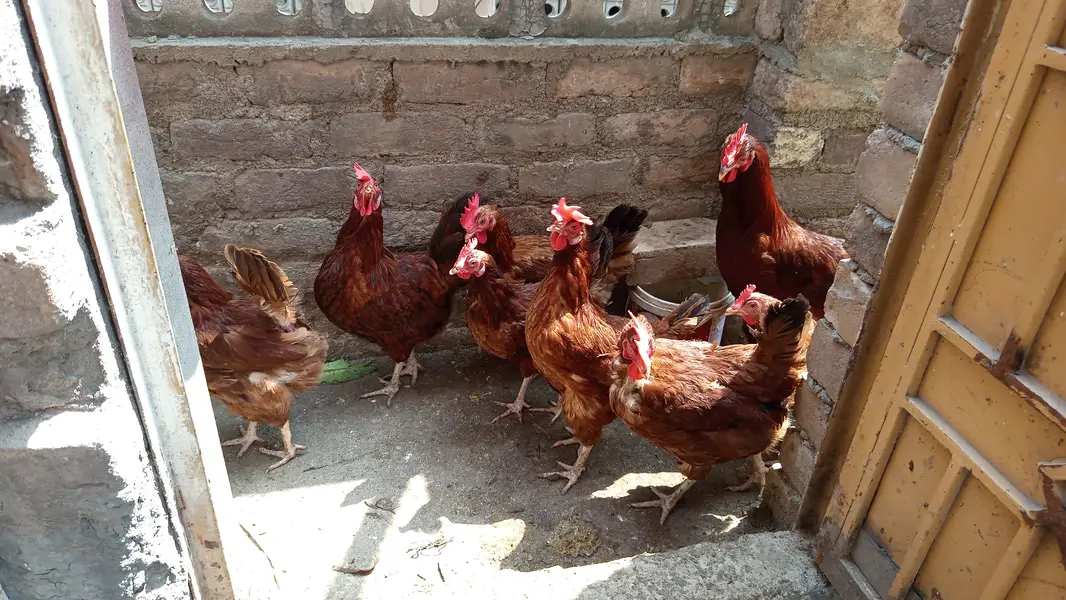 RIR Hens . . . Egg laying guaranteed. . . . 0336-5164 and635 — photo 9