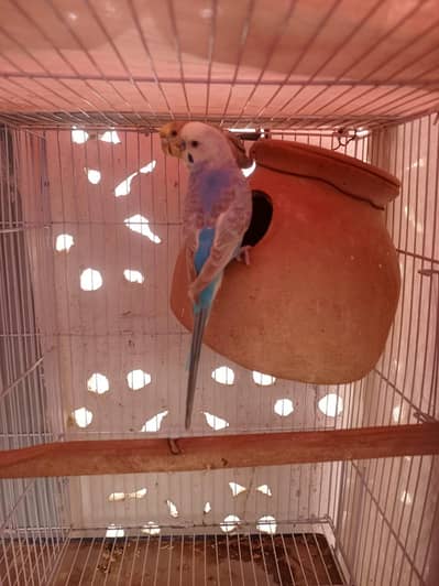 budgies pair
